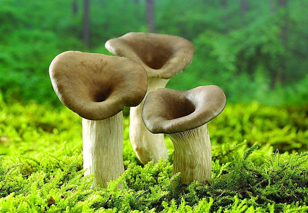 走進(jìn)G家食用菌標(biāo)準(zhǔn)菌株庫-了解3個(gè)液氮罐